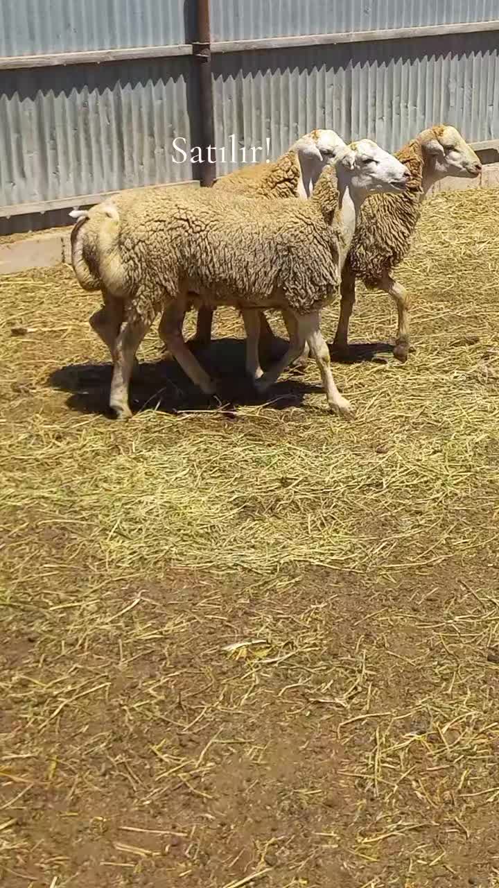@Çöl.adamı