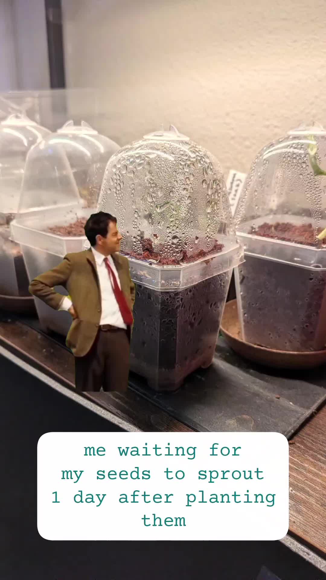 @Plantflix Seeds