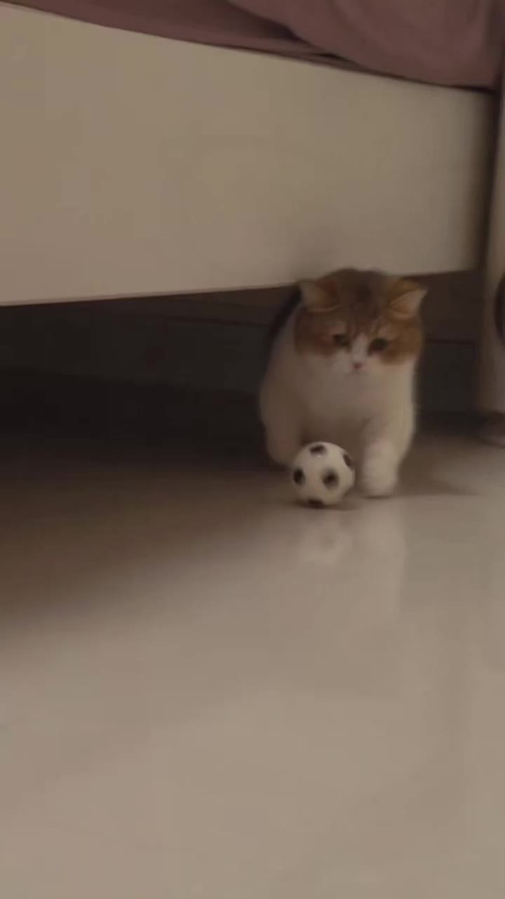 @MoewaiiCat