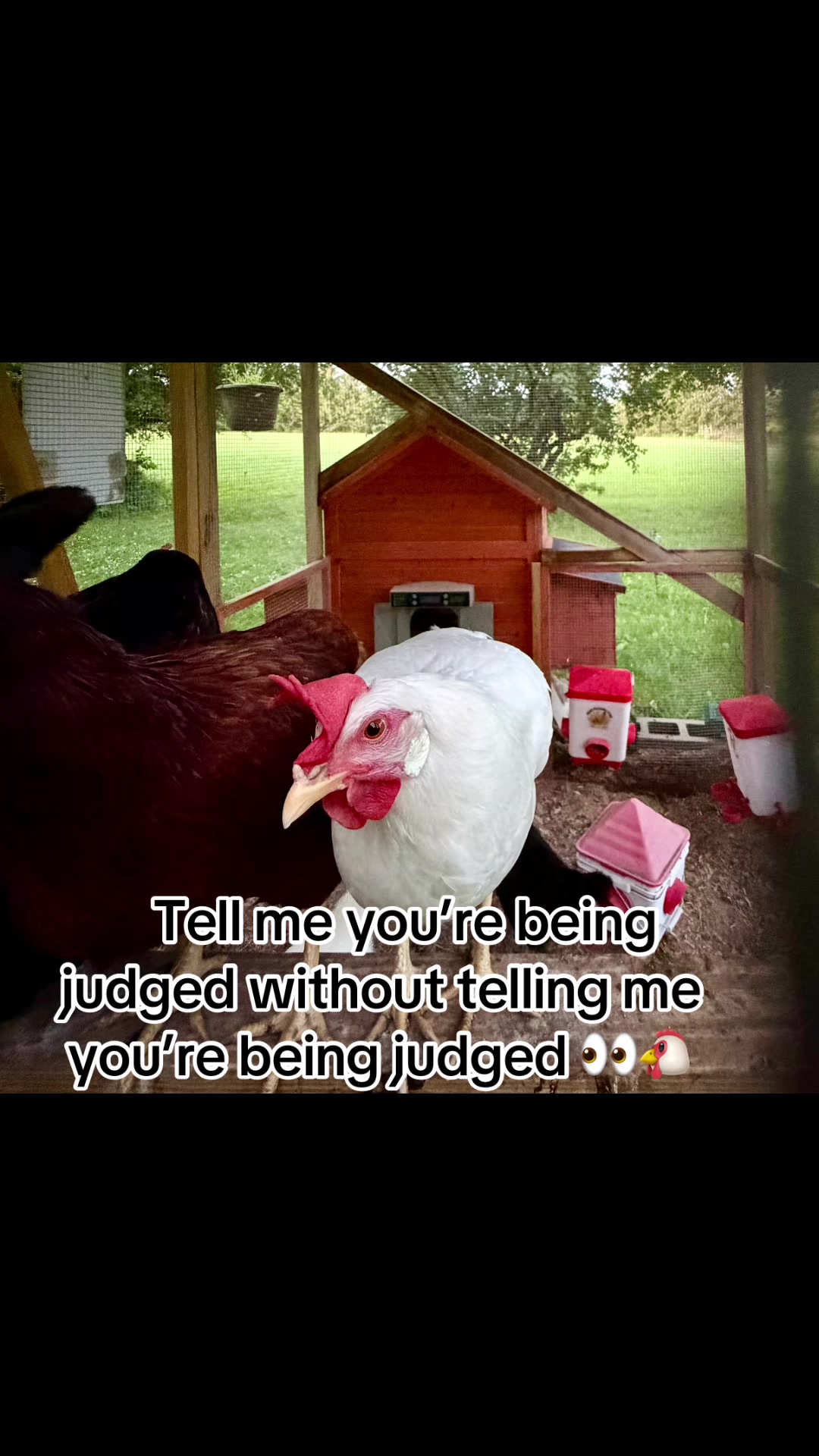 @Resistance Homesteaders