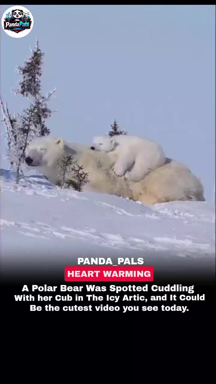 @PandaPals