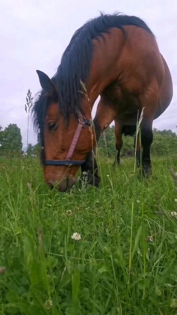 @КК "Фриз"🏇