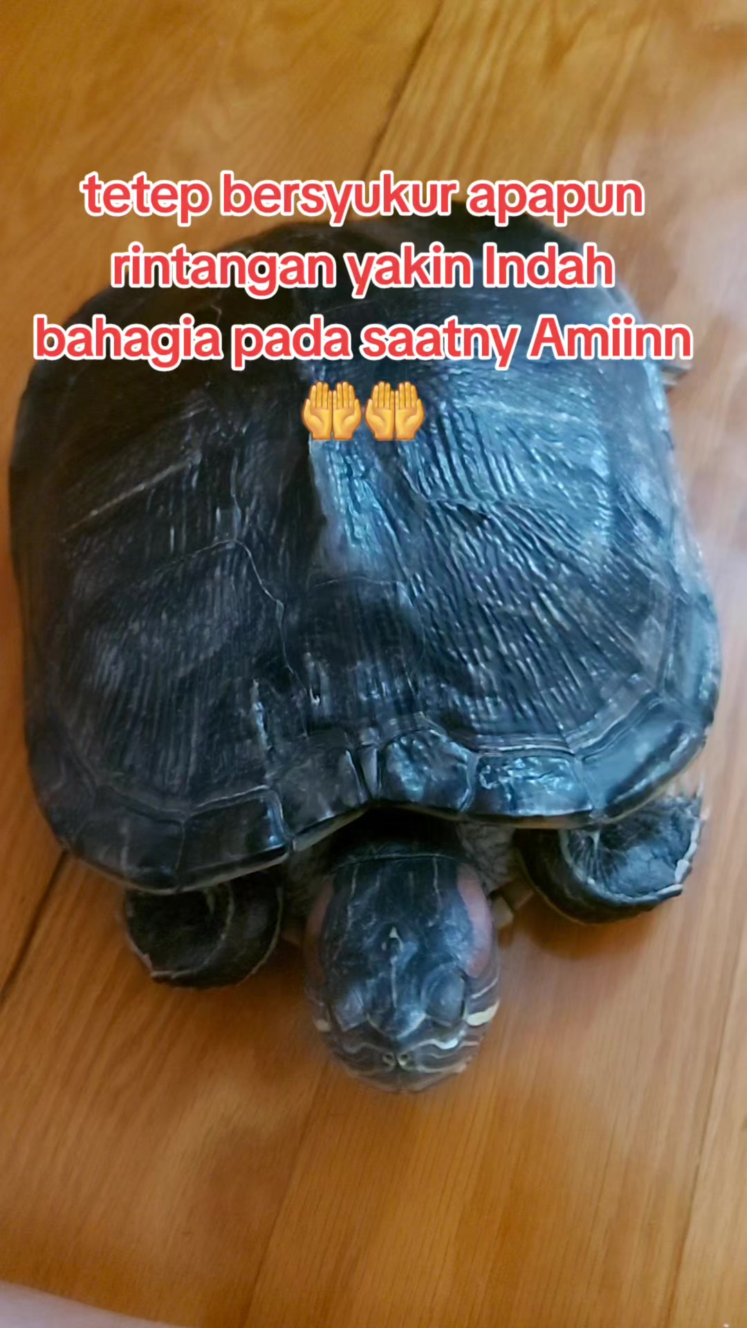 @ALIIN1717