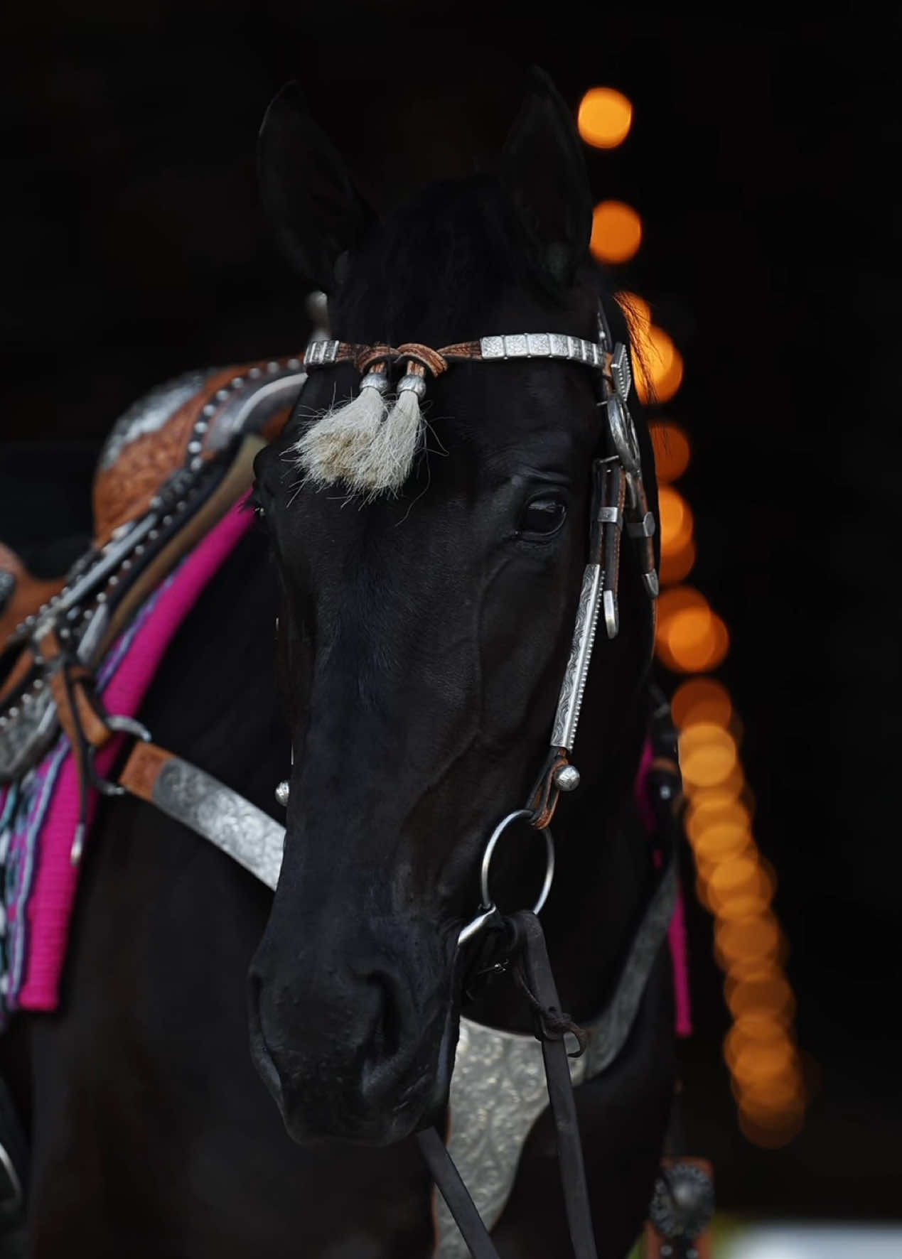 @Miranda | Equine Photographer