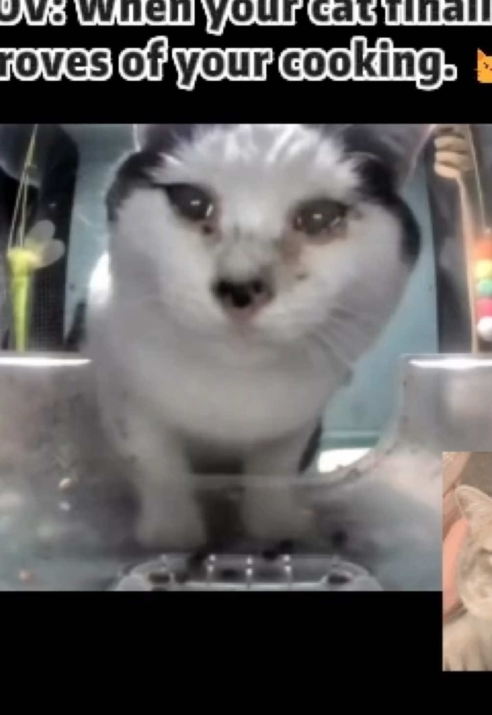 @Purrrr
