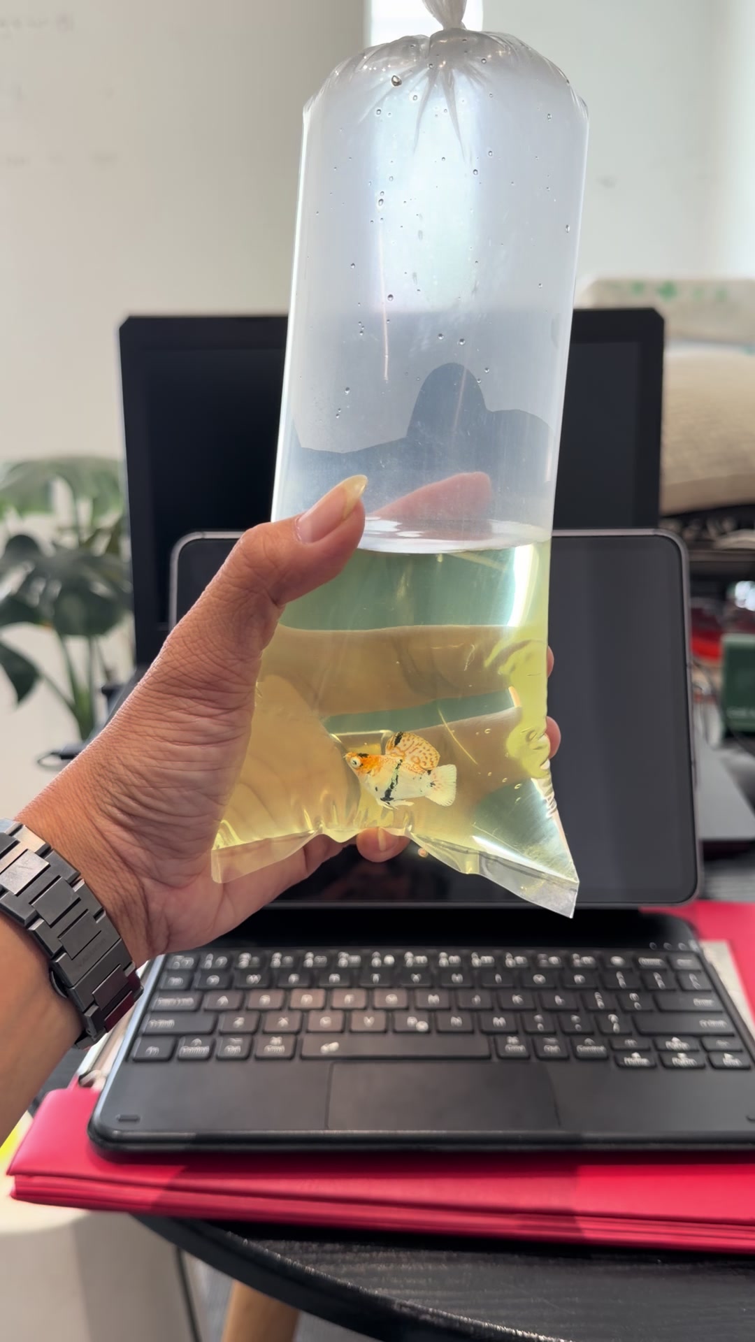 @tiny.fish.home1