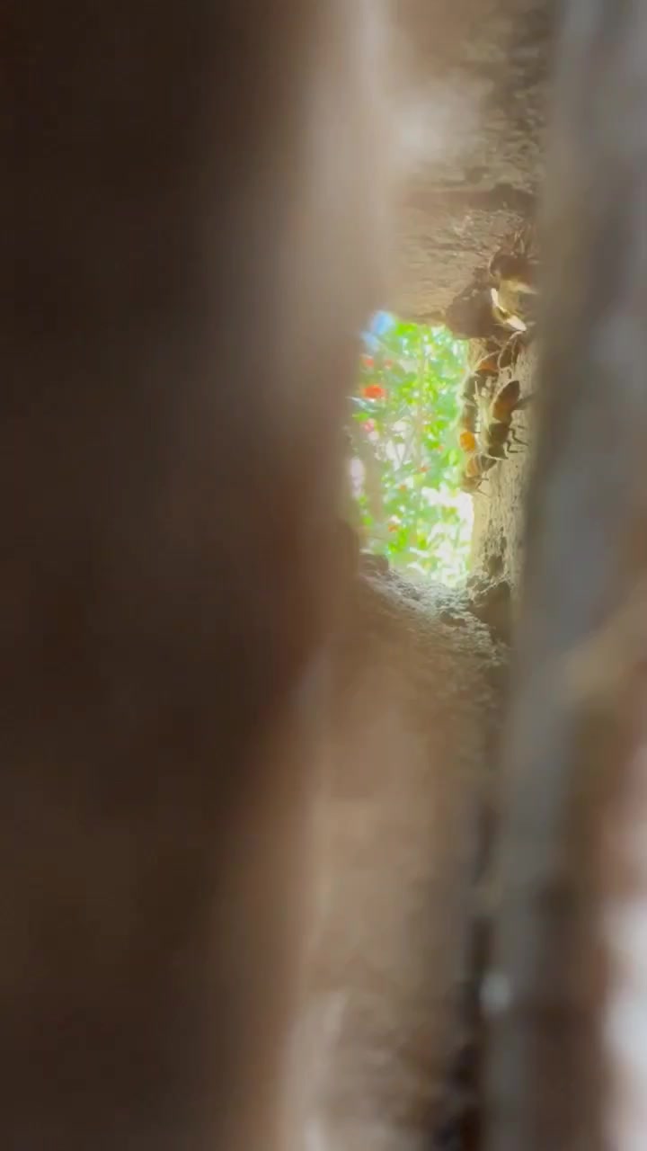 @SweetBeesFarms