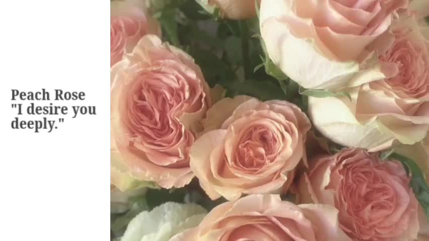 @🌸│NINIX &middot;🌷│