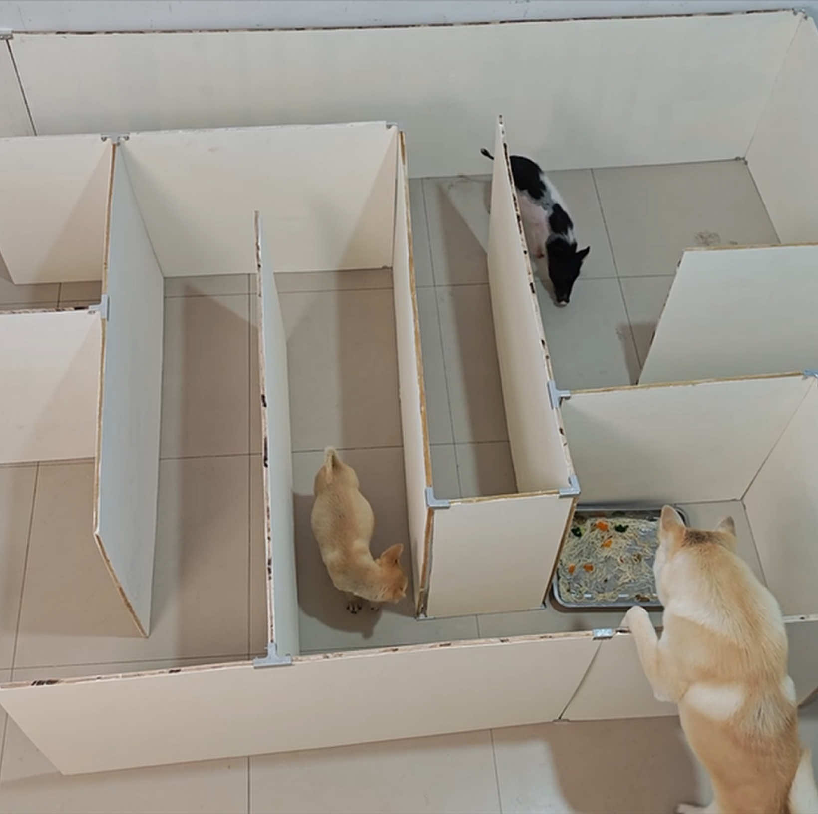 @Pet World Hub