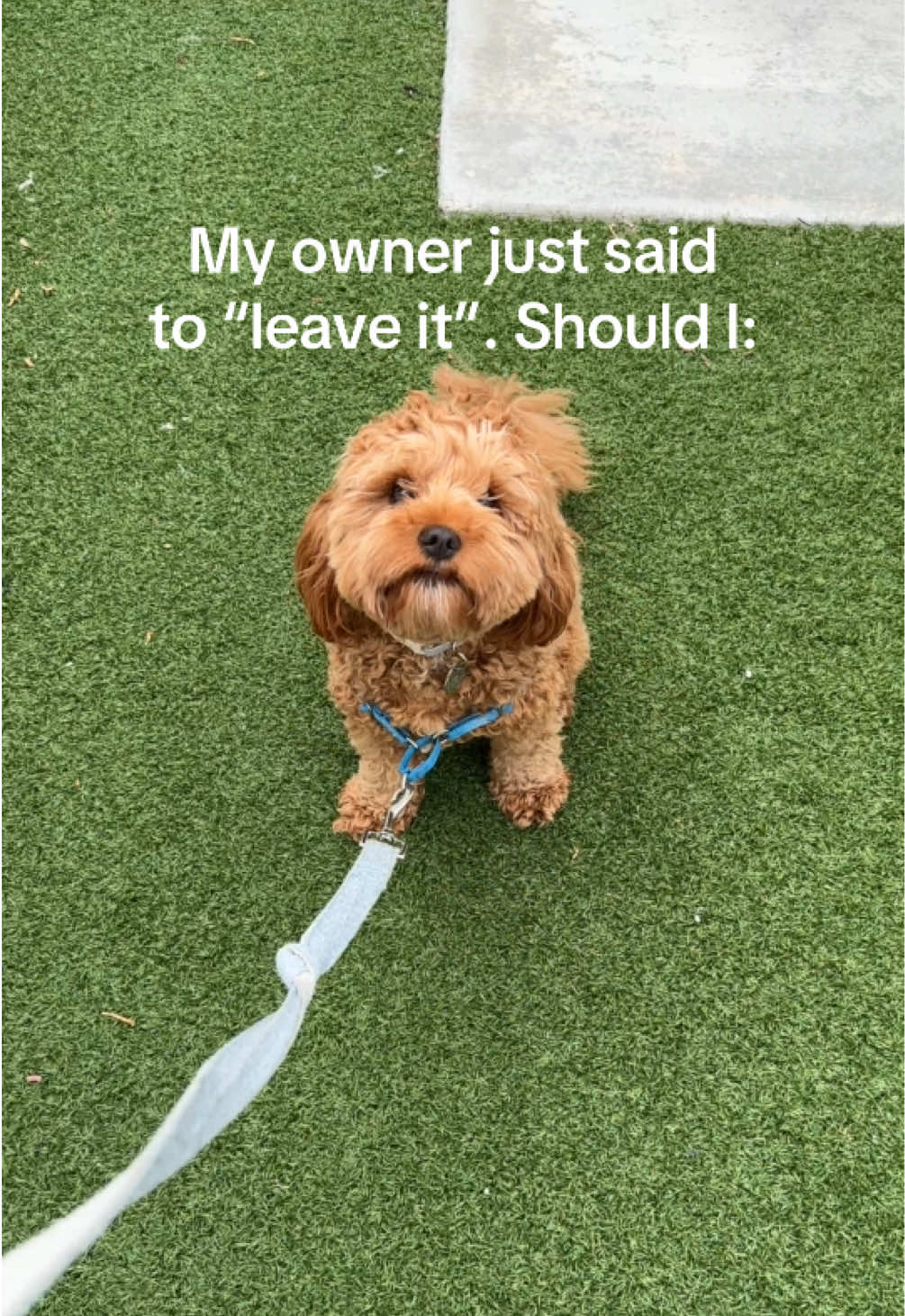 @Leo the Cavapoo