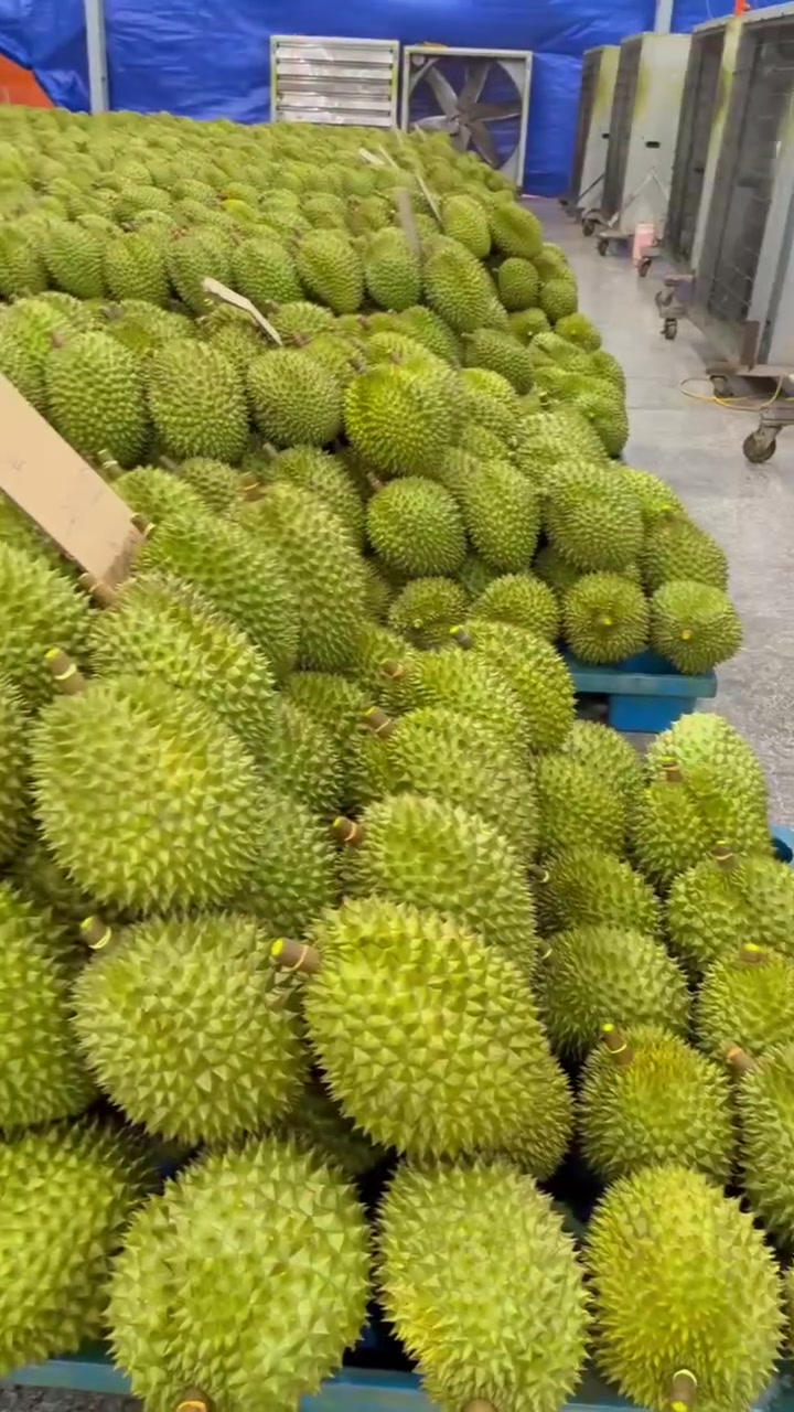 @mansaurienglan168