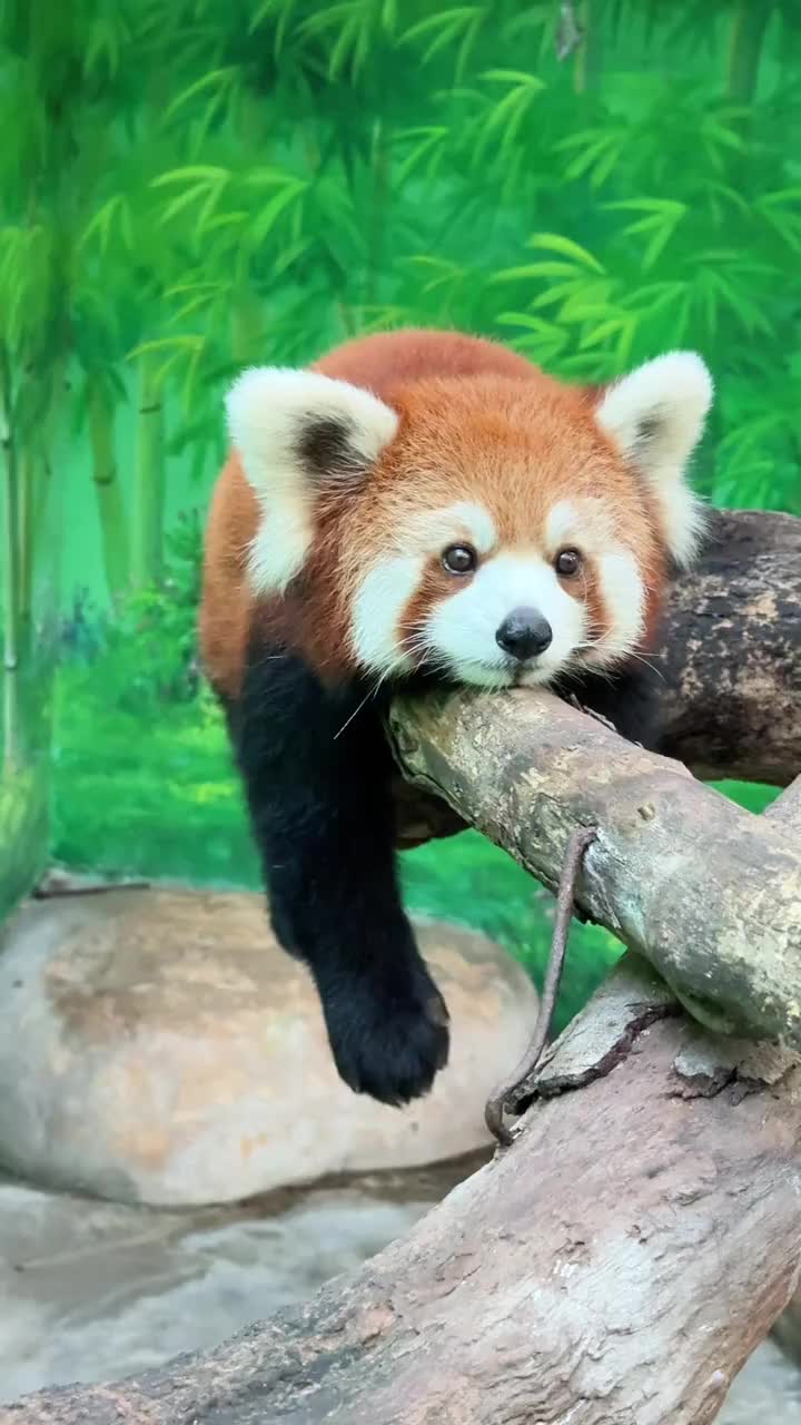 @Krezhi Panda 90