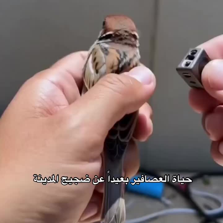 @محمدز