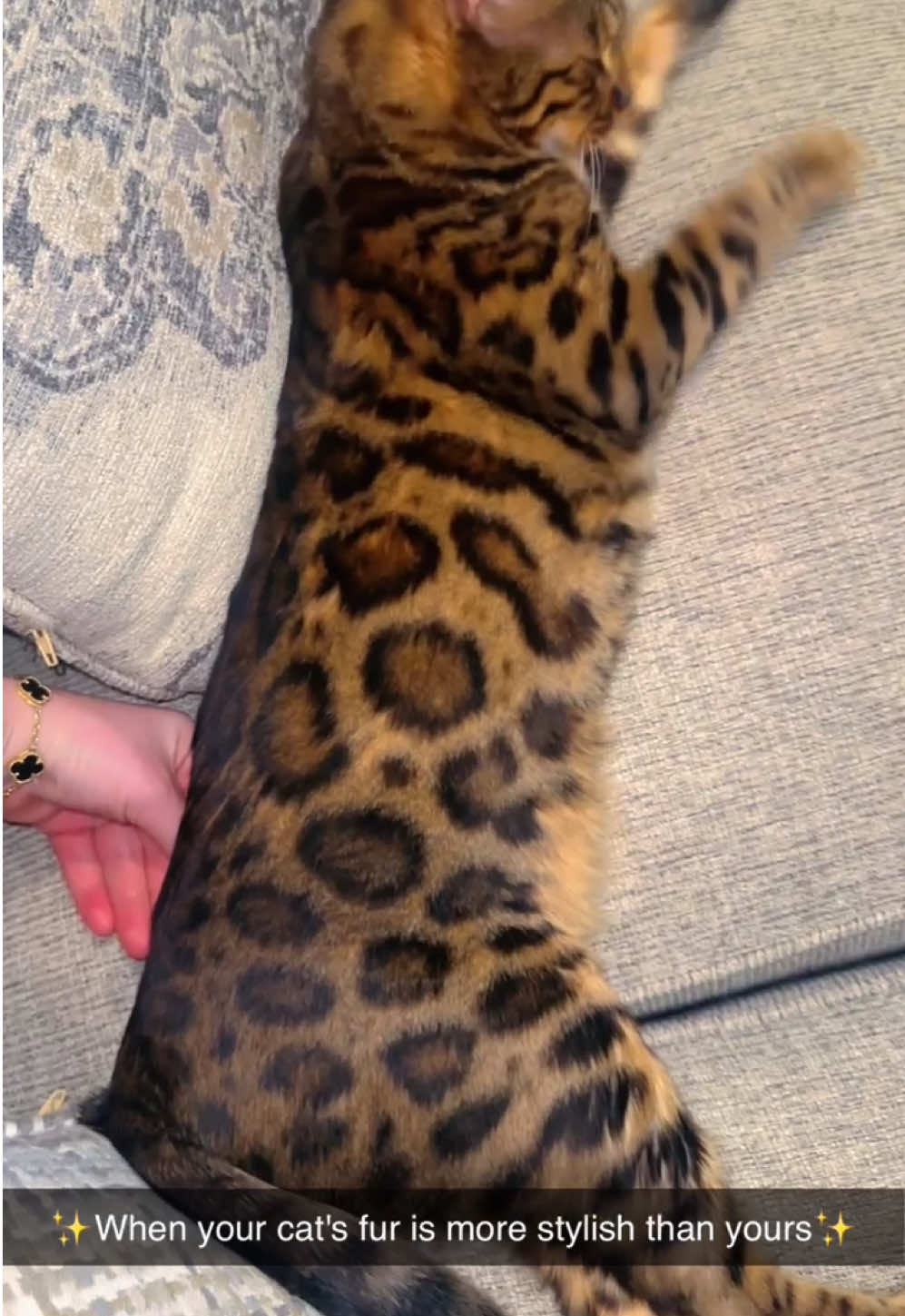 @Macho_Tiger_Lucky