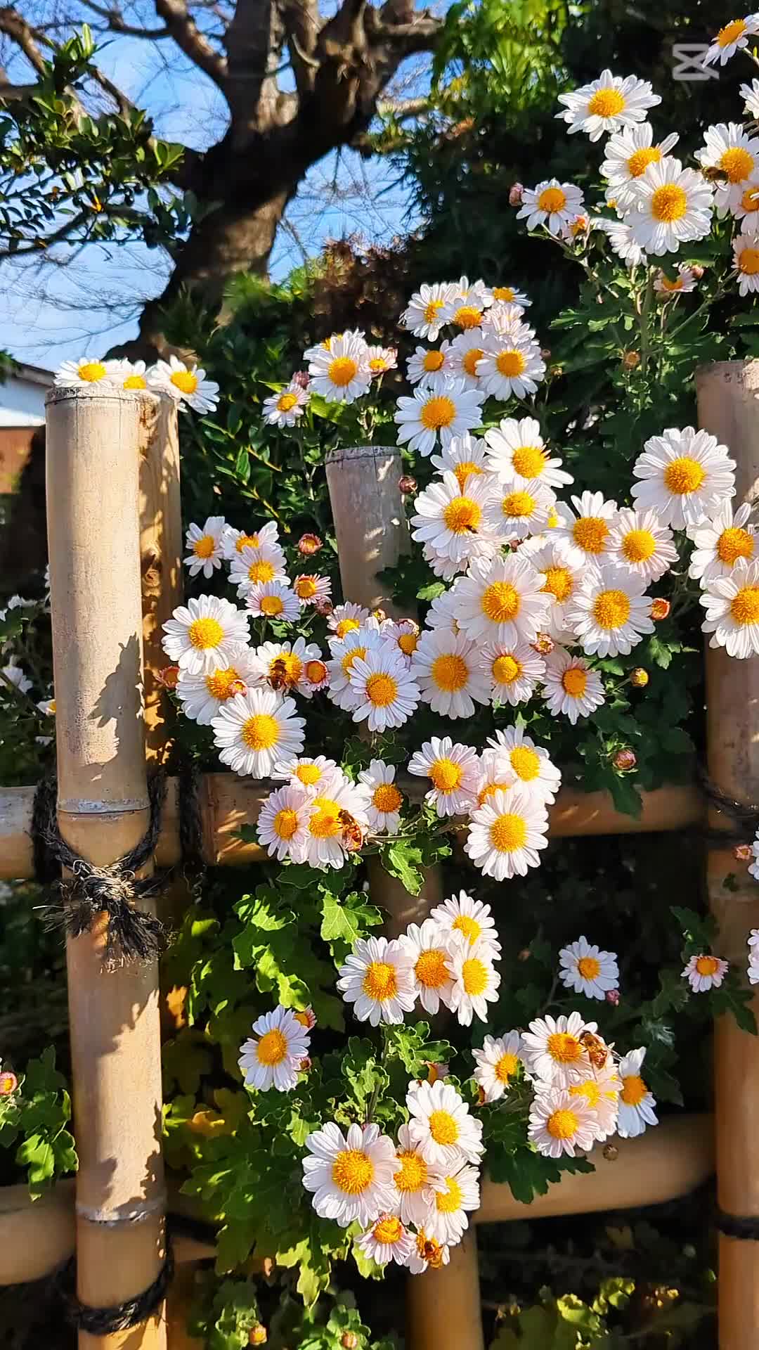 @Heavenly Japan 🇯🇵