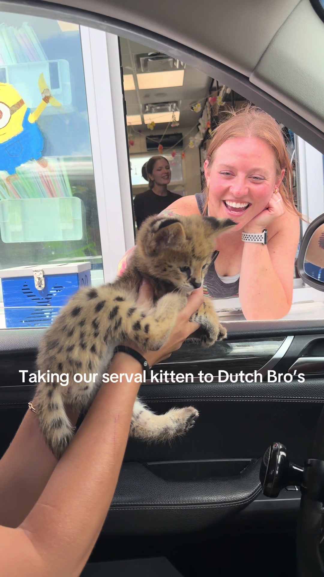 @BAO THE SERVAL