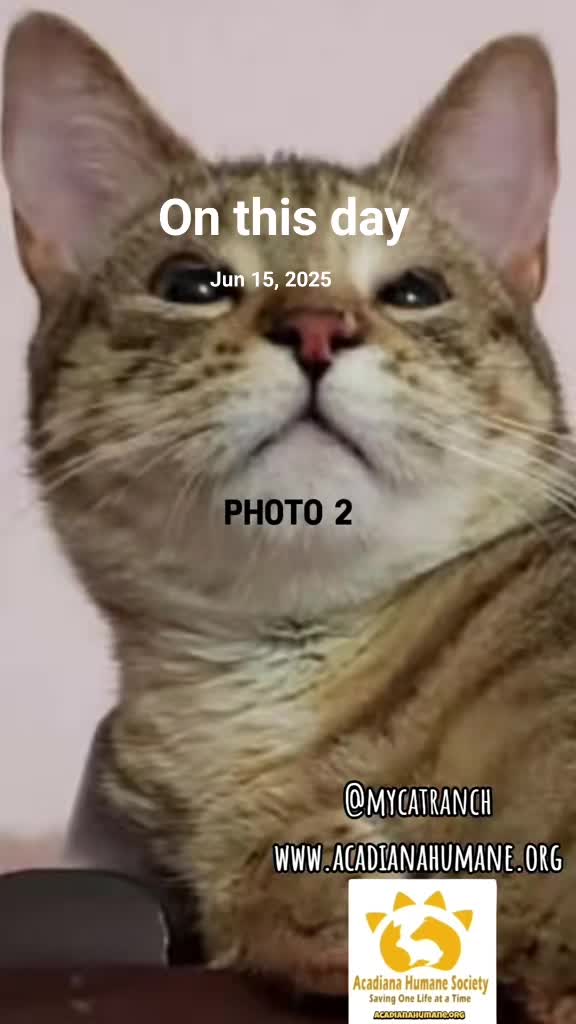 @mycatranch 😺 (Sue)