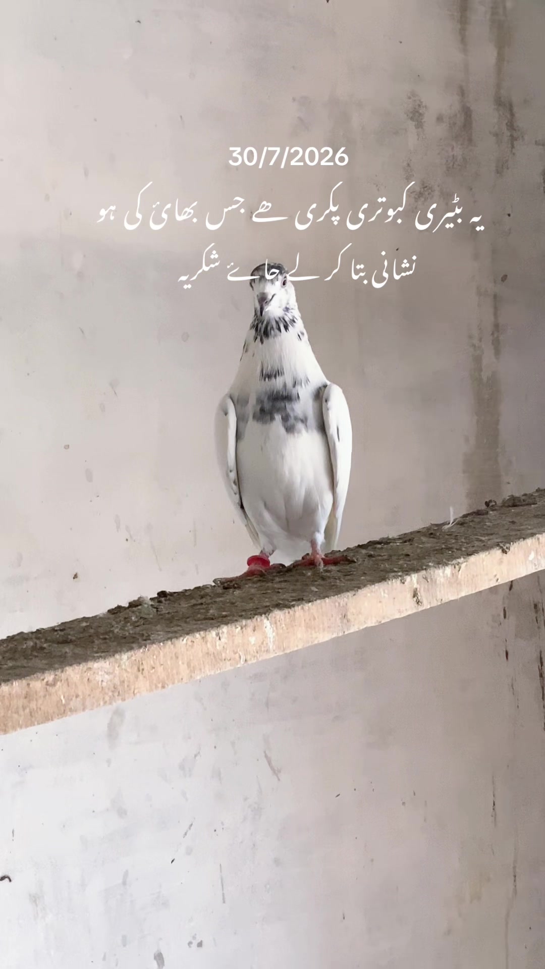 @hassnani68