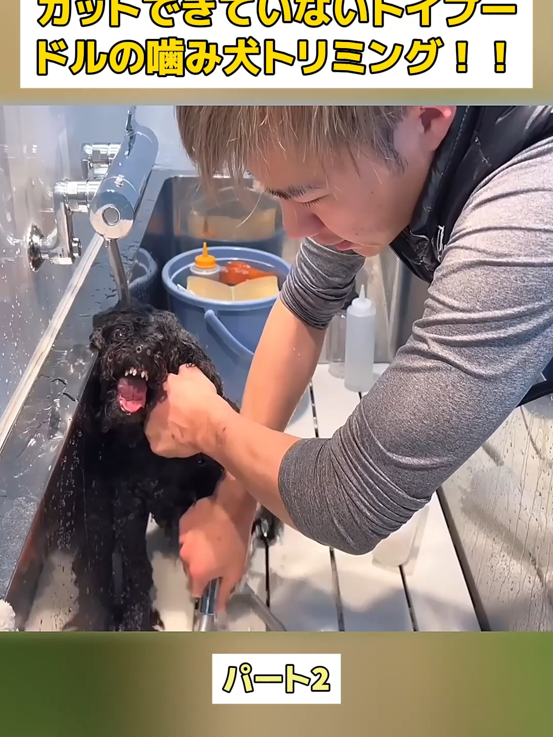 @Dog fun&rsquo;s lovers
