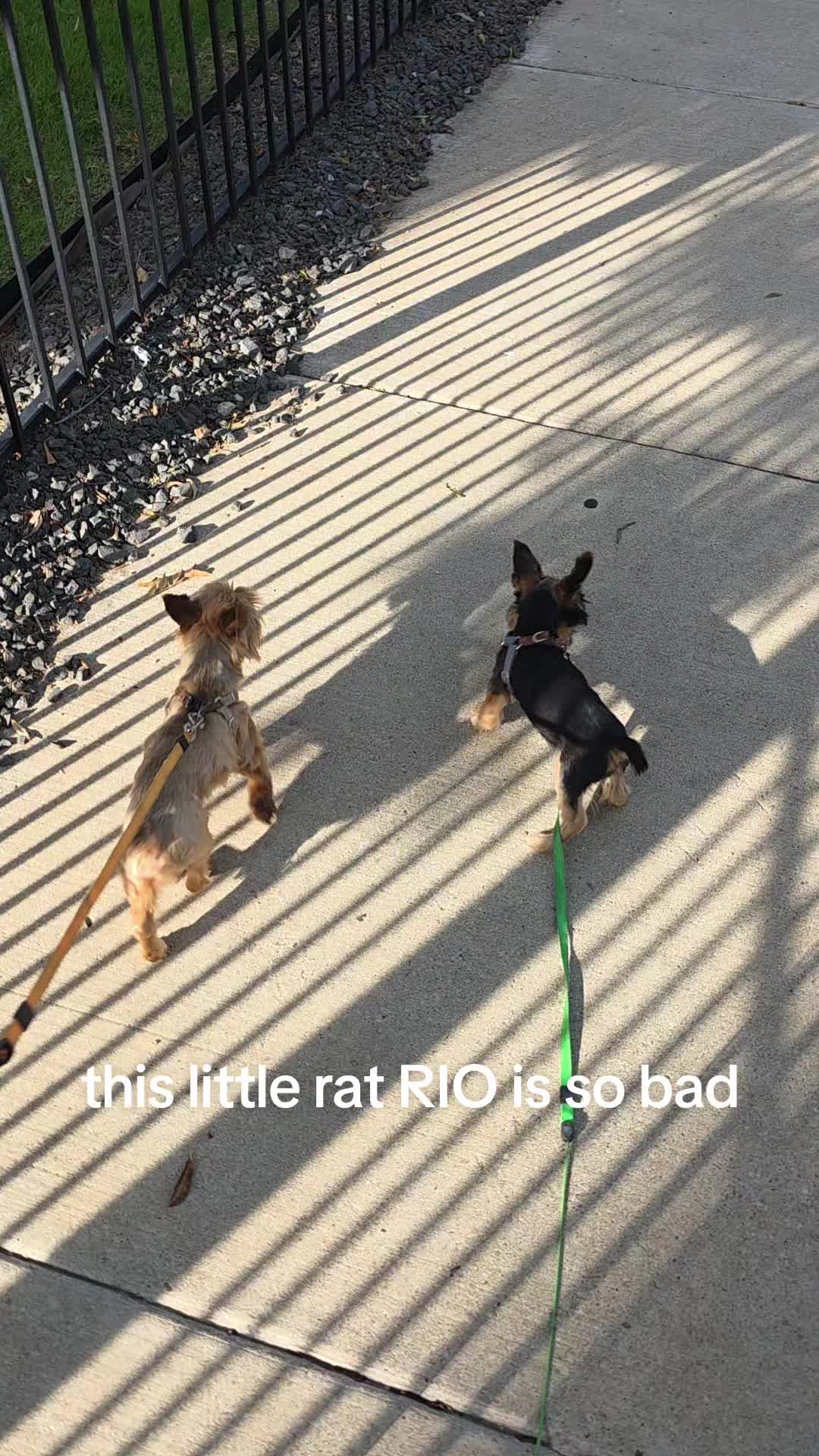 @SPI-RIO-cito