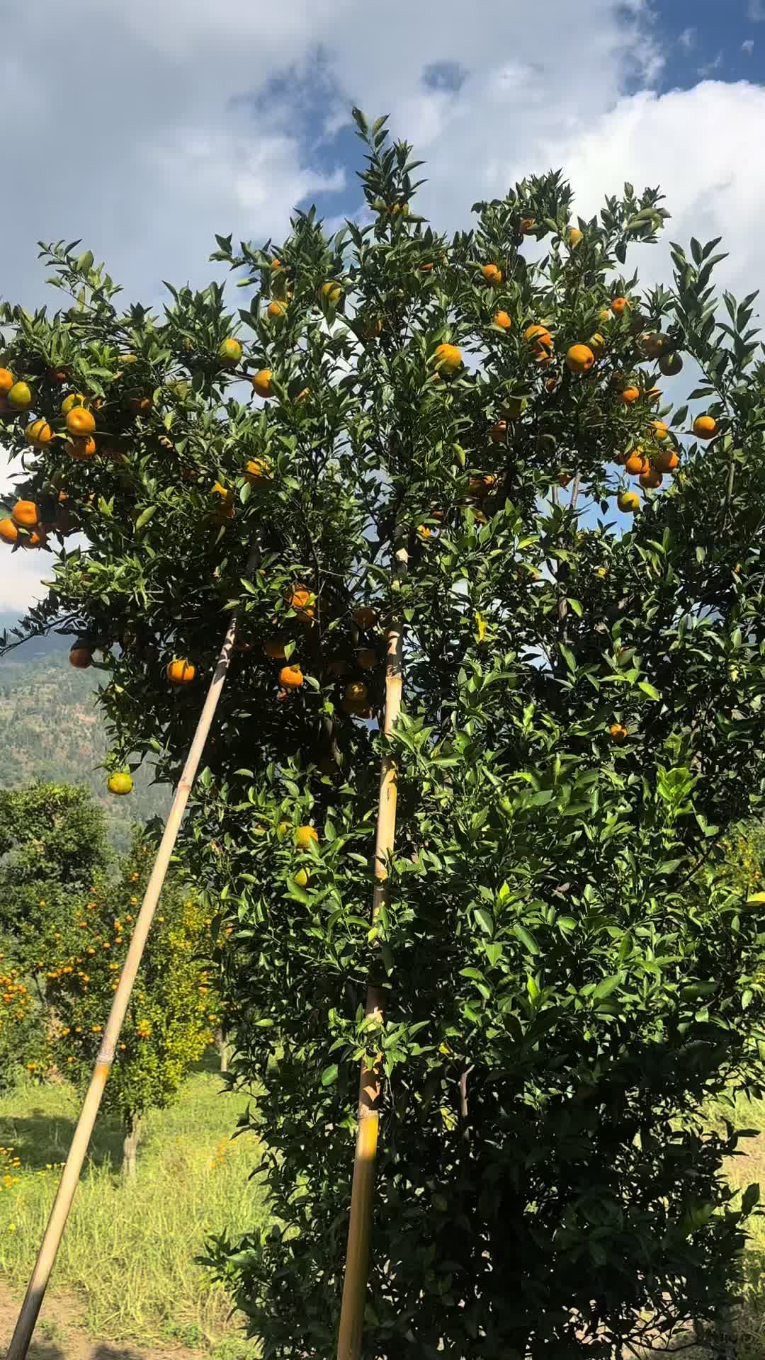 @Ambikarai