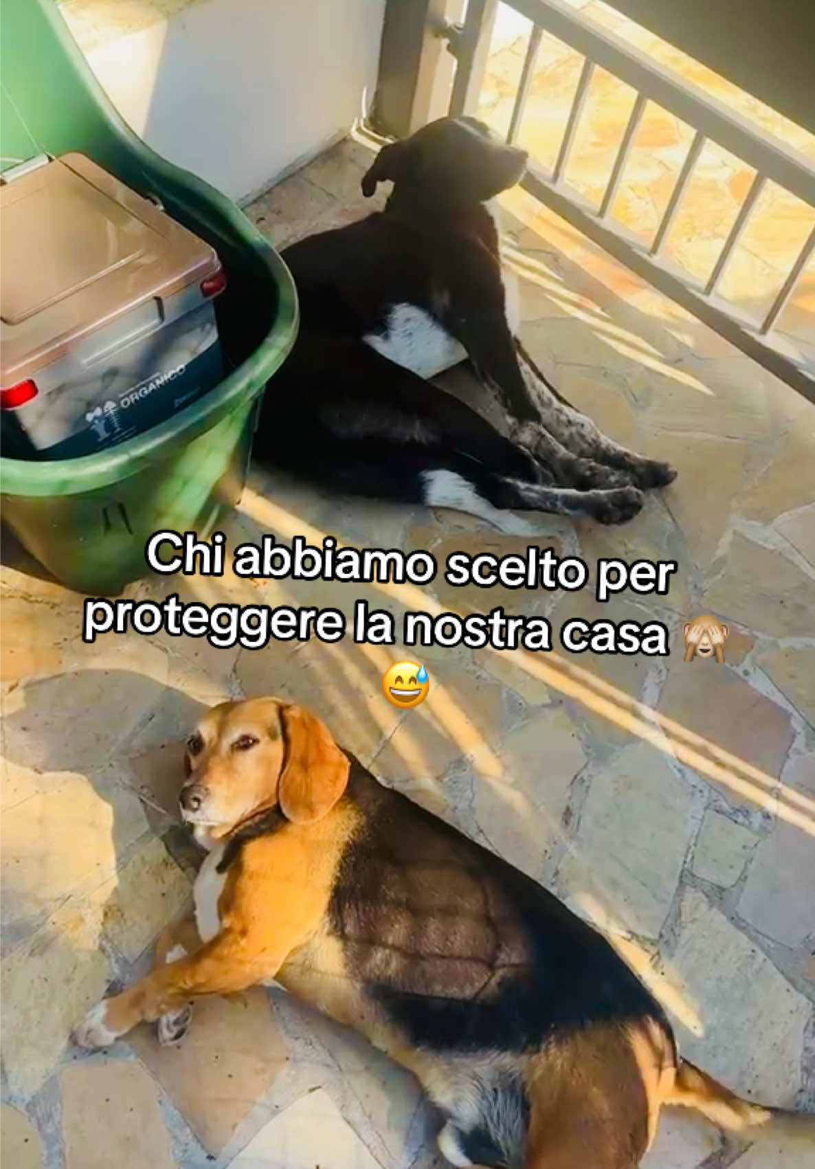 @Cippy & Romeo-a🤣