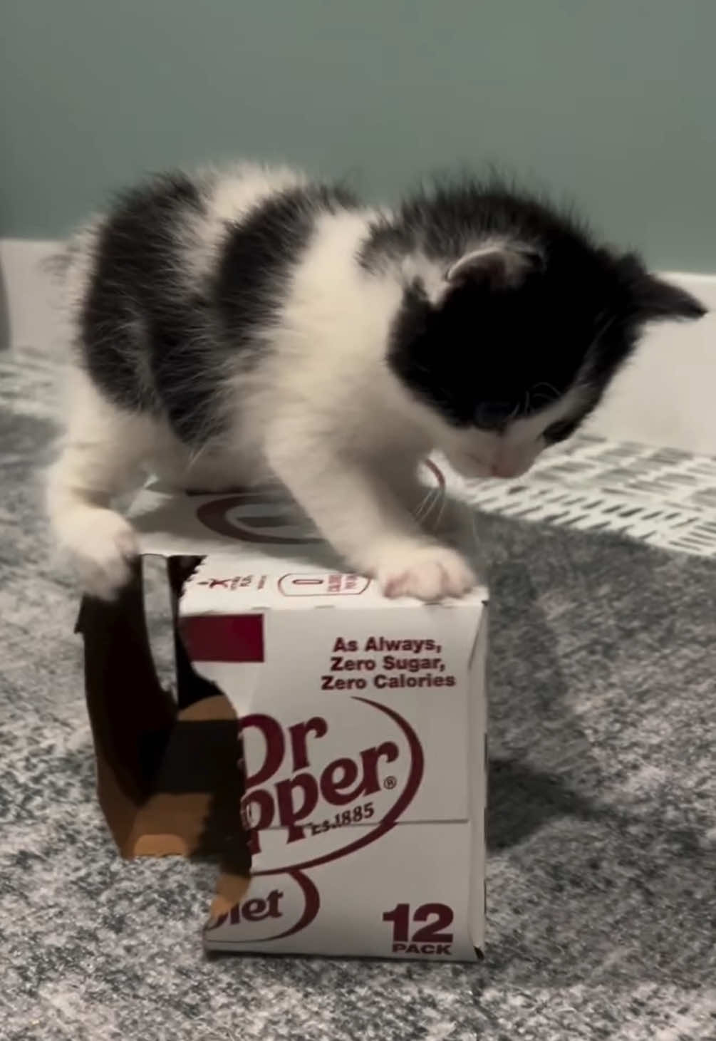@kloutkittens