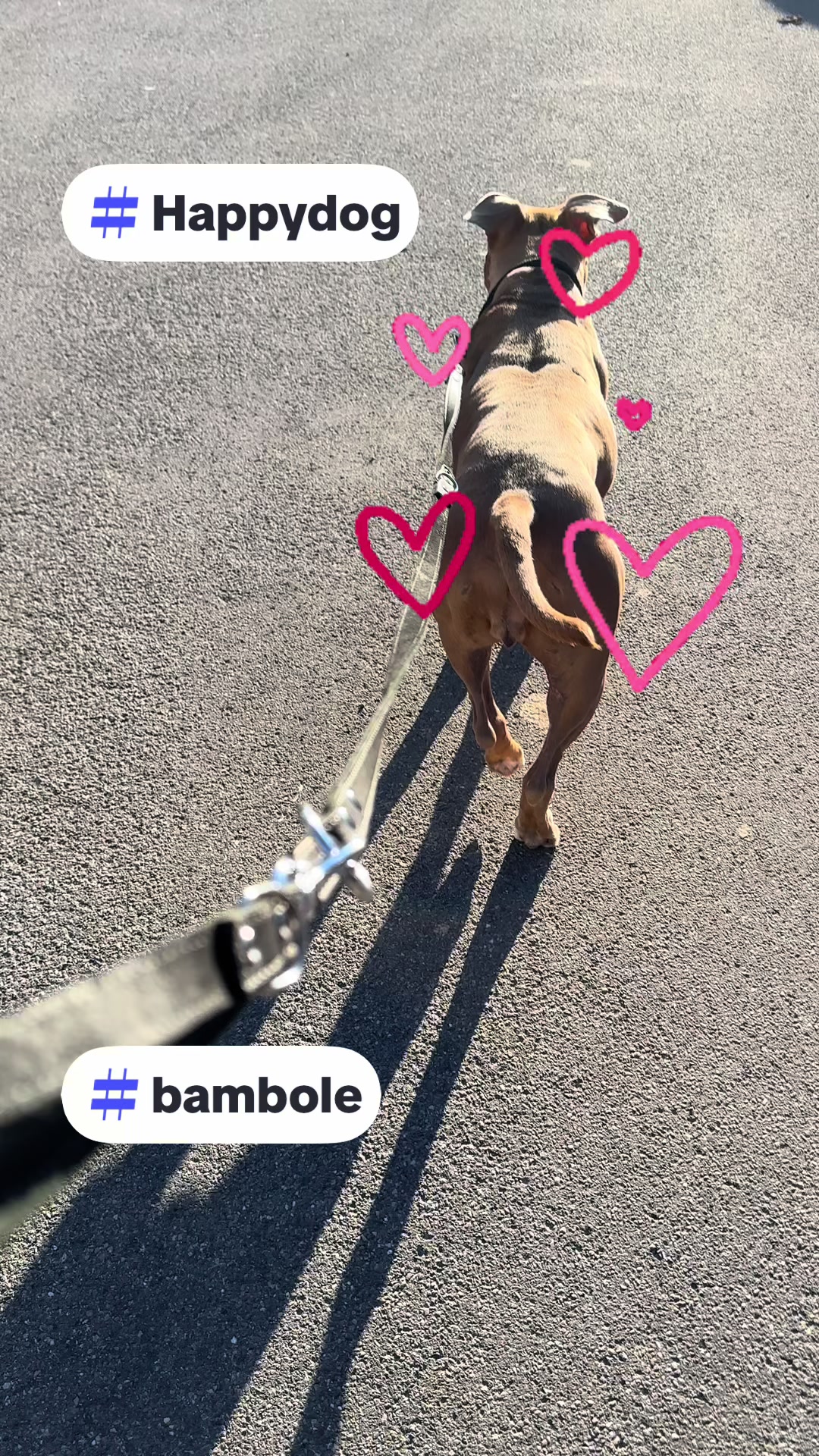 @Amstaff Tyson & Tayna &hearts;️