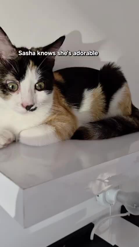 @paws.and.peace