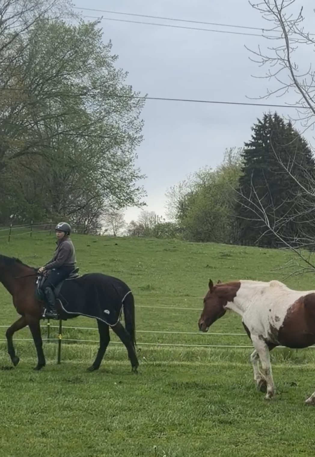 @Lorraine 🐴🩺