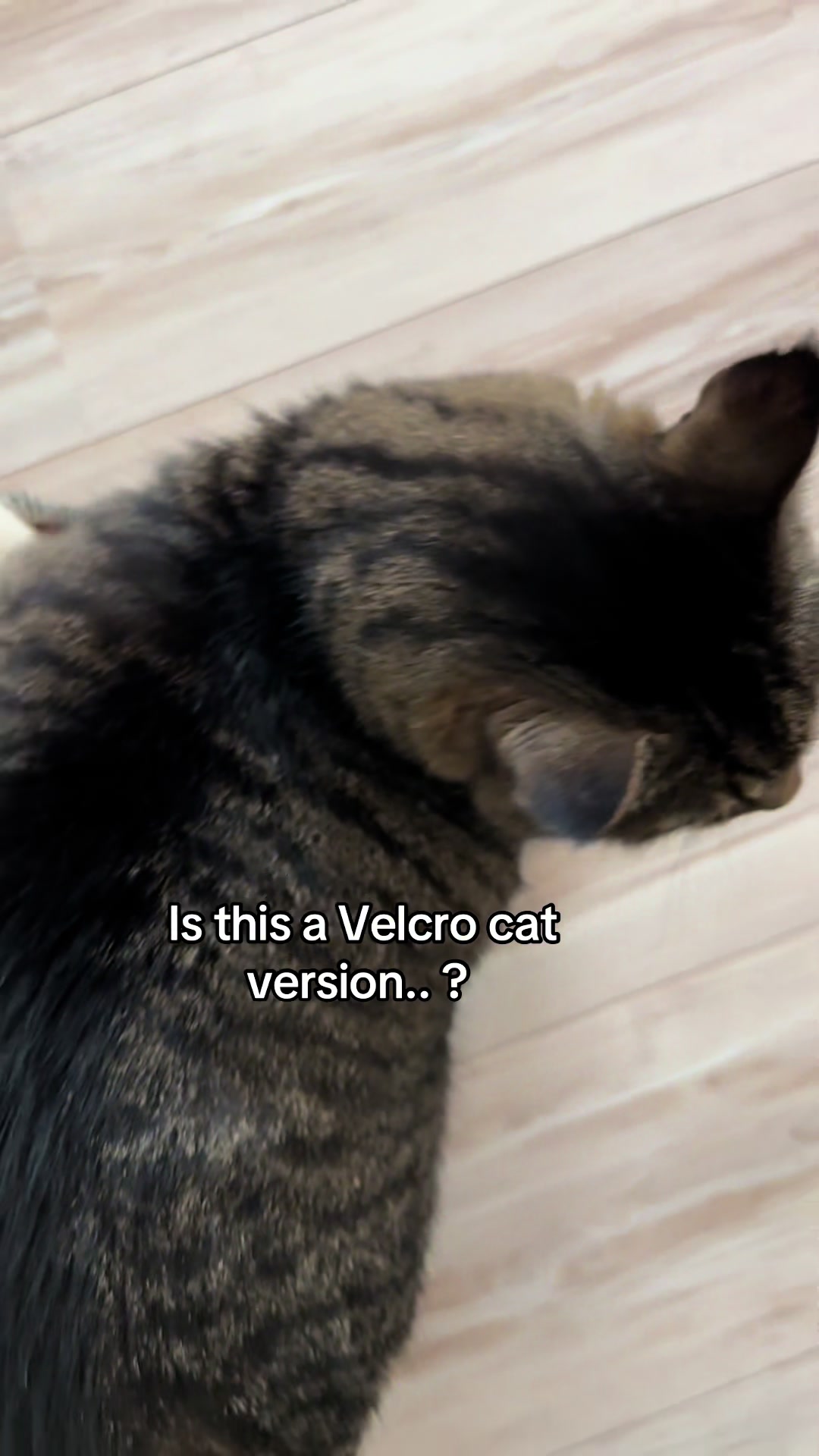 @Joep_the_ rescuecat