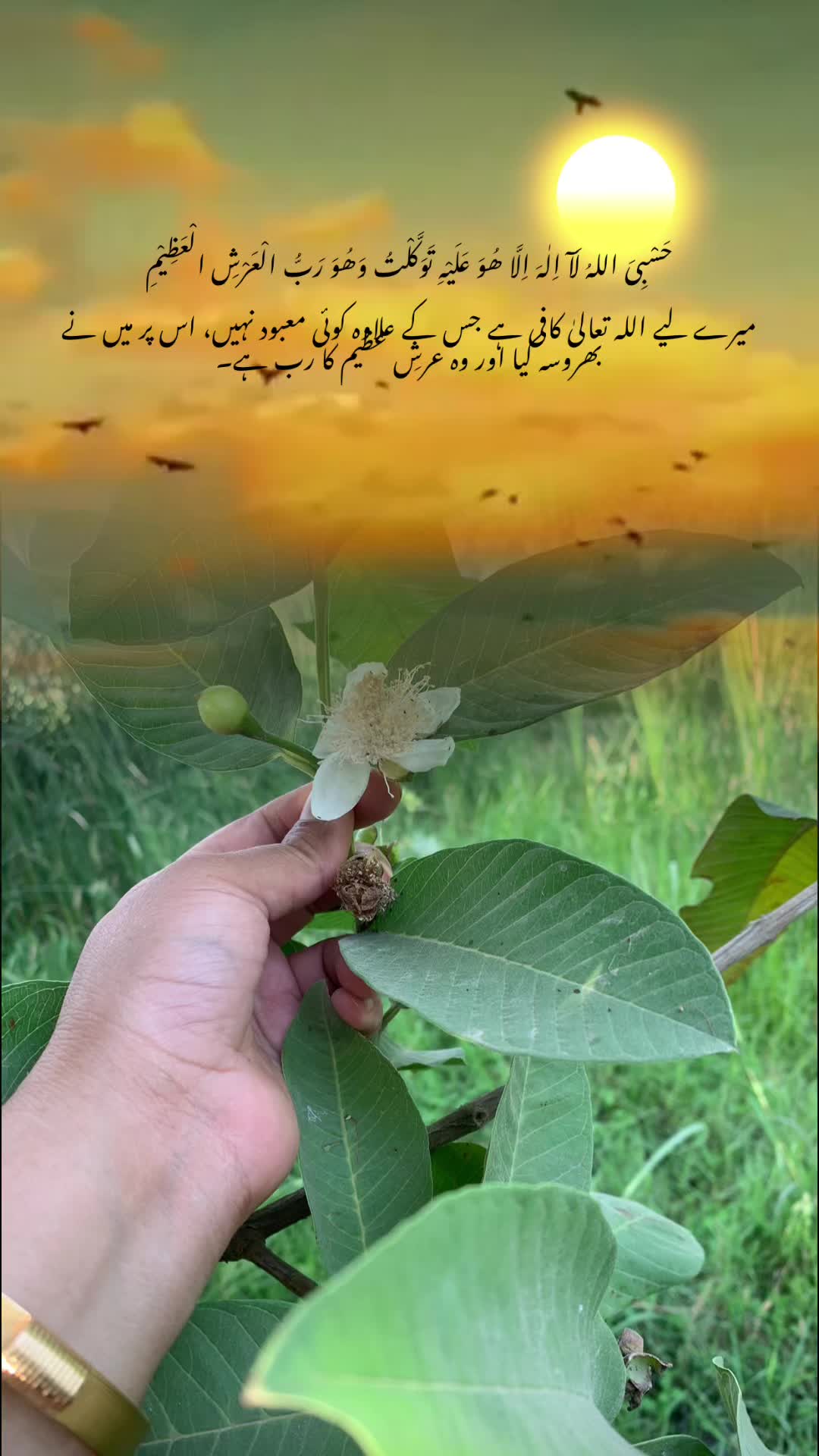 @baazmarealm