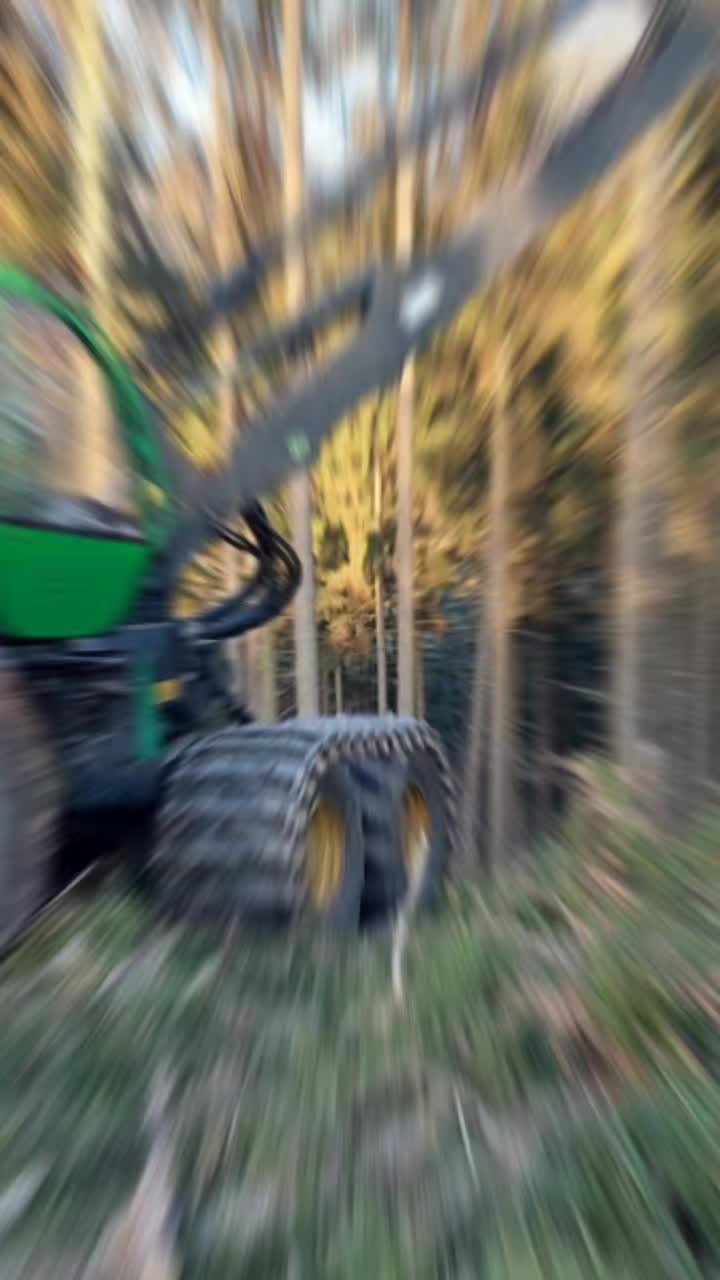 @forestSoban