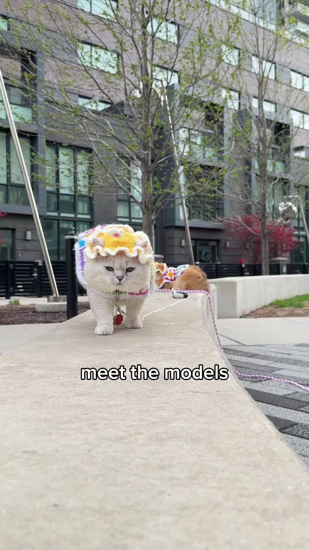@LorettaBritish Cat