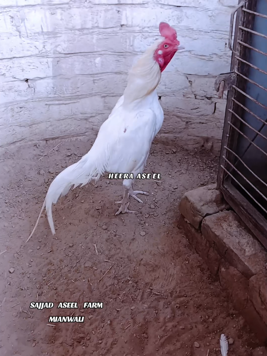 @Sajjad Aseel Farm