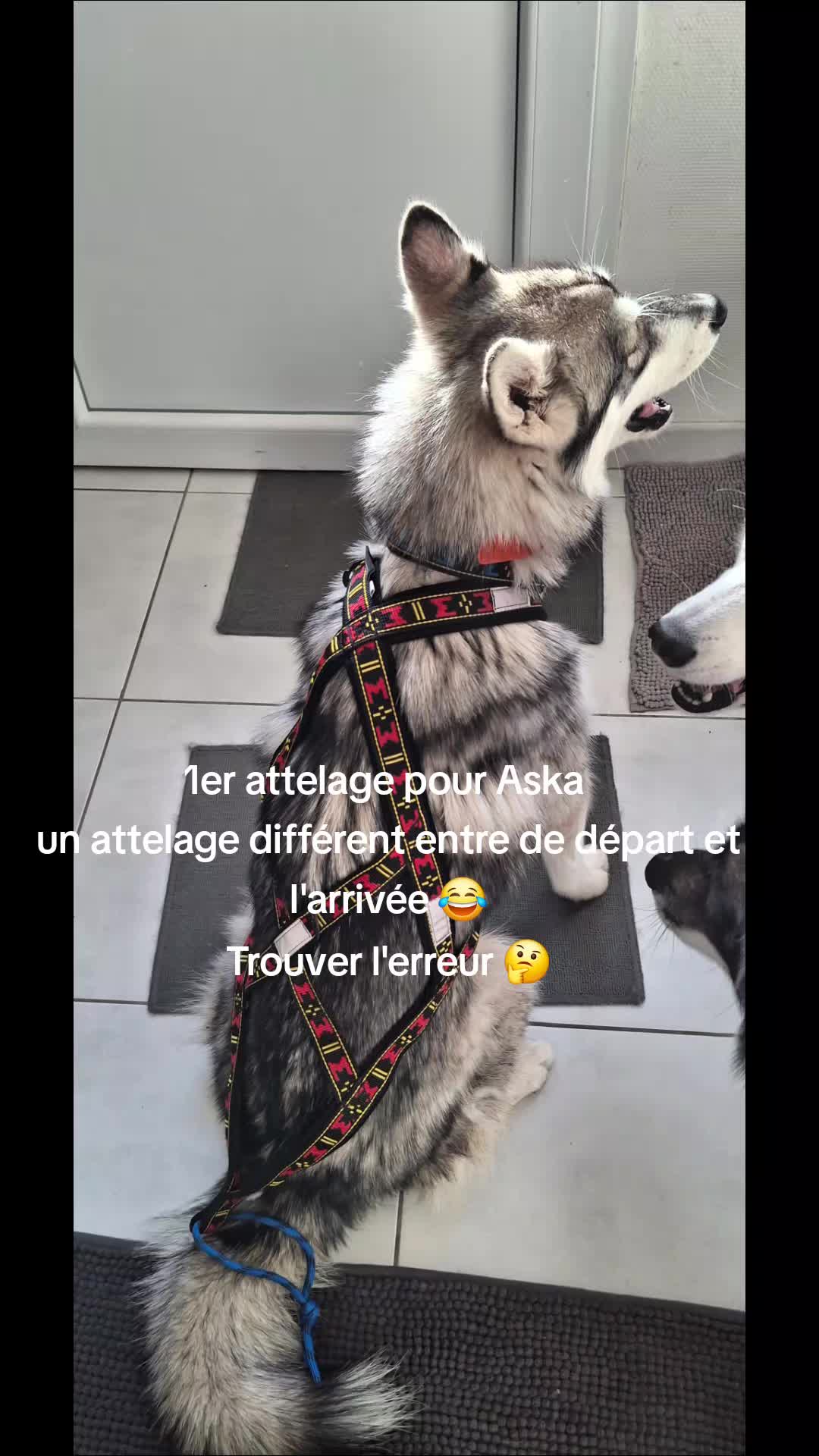 @Sam husky