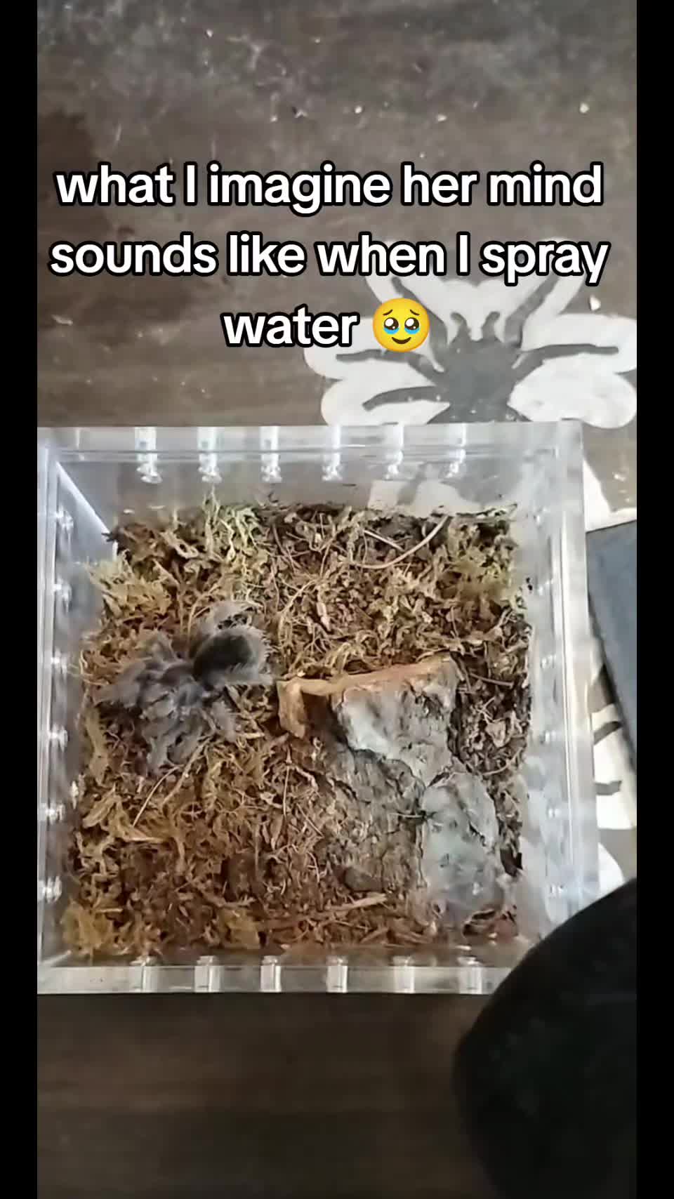 @Bestiesbeasties