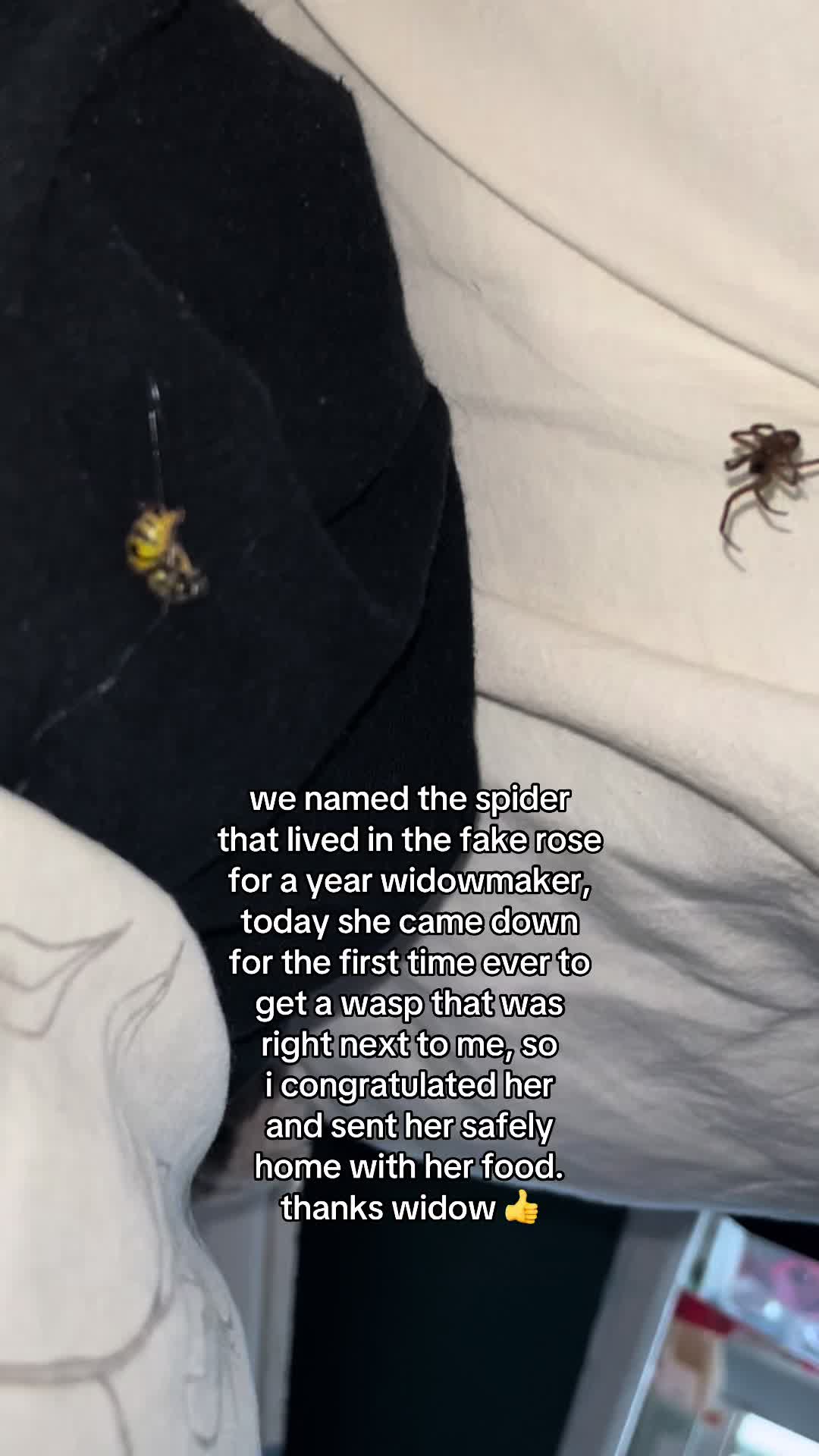 @spider
