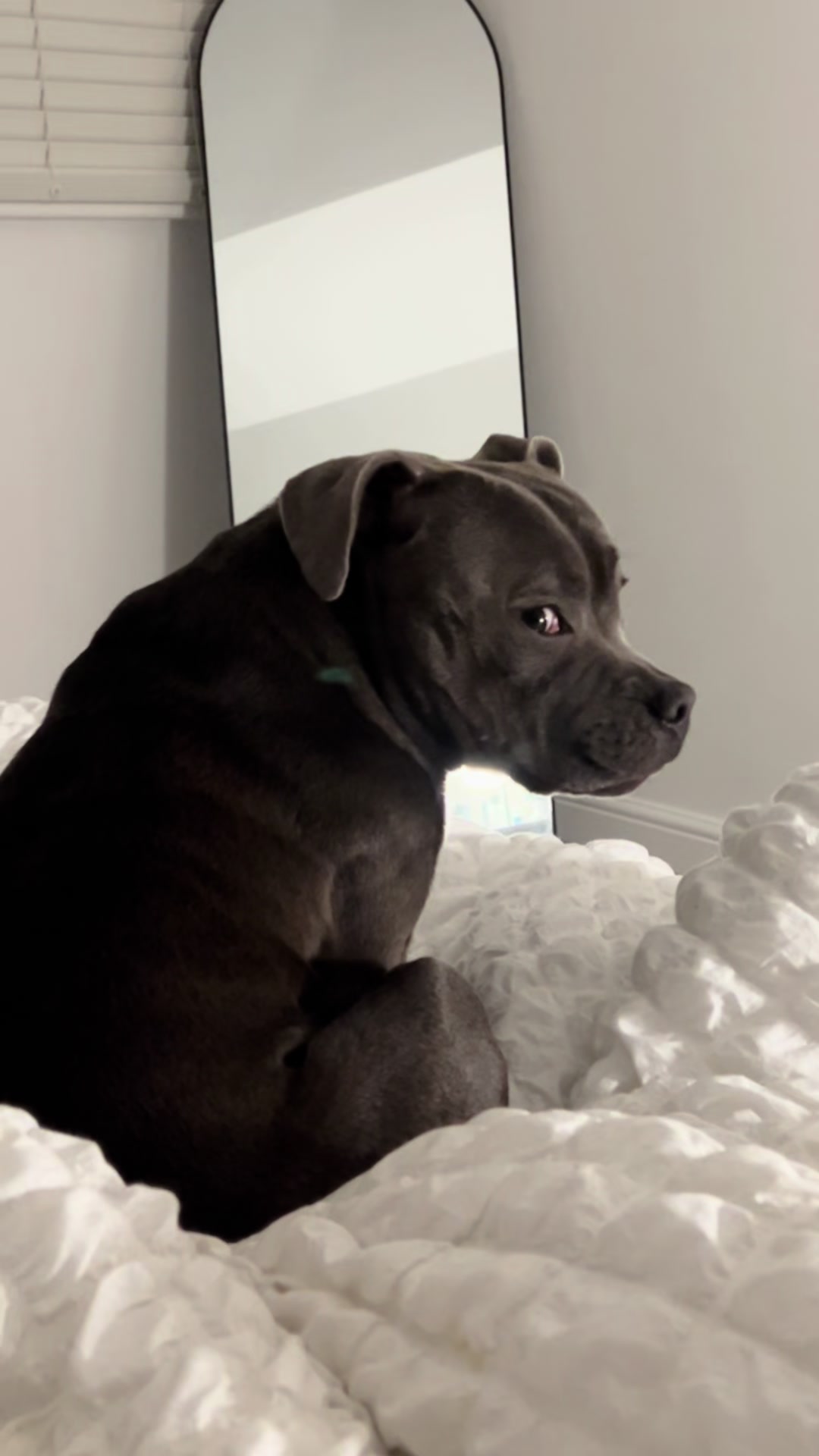 @Zeus the Blue Staffy⚡️
