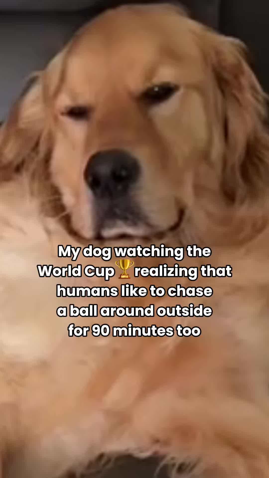 @Real Barks