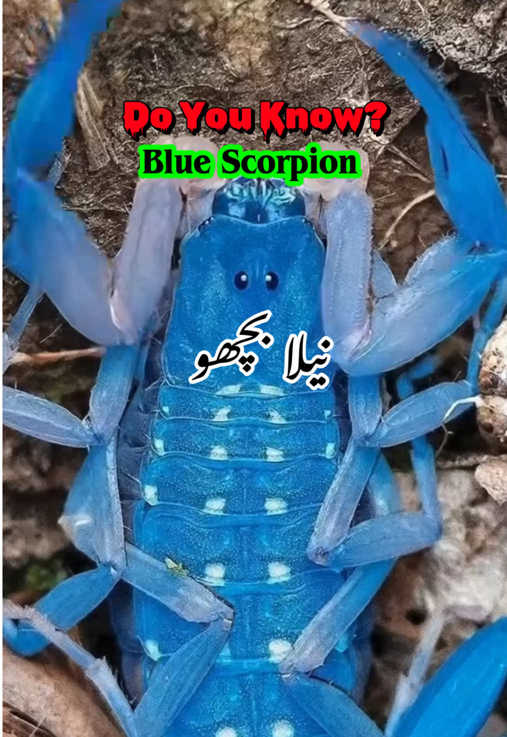 @Pest Mysteries