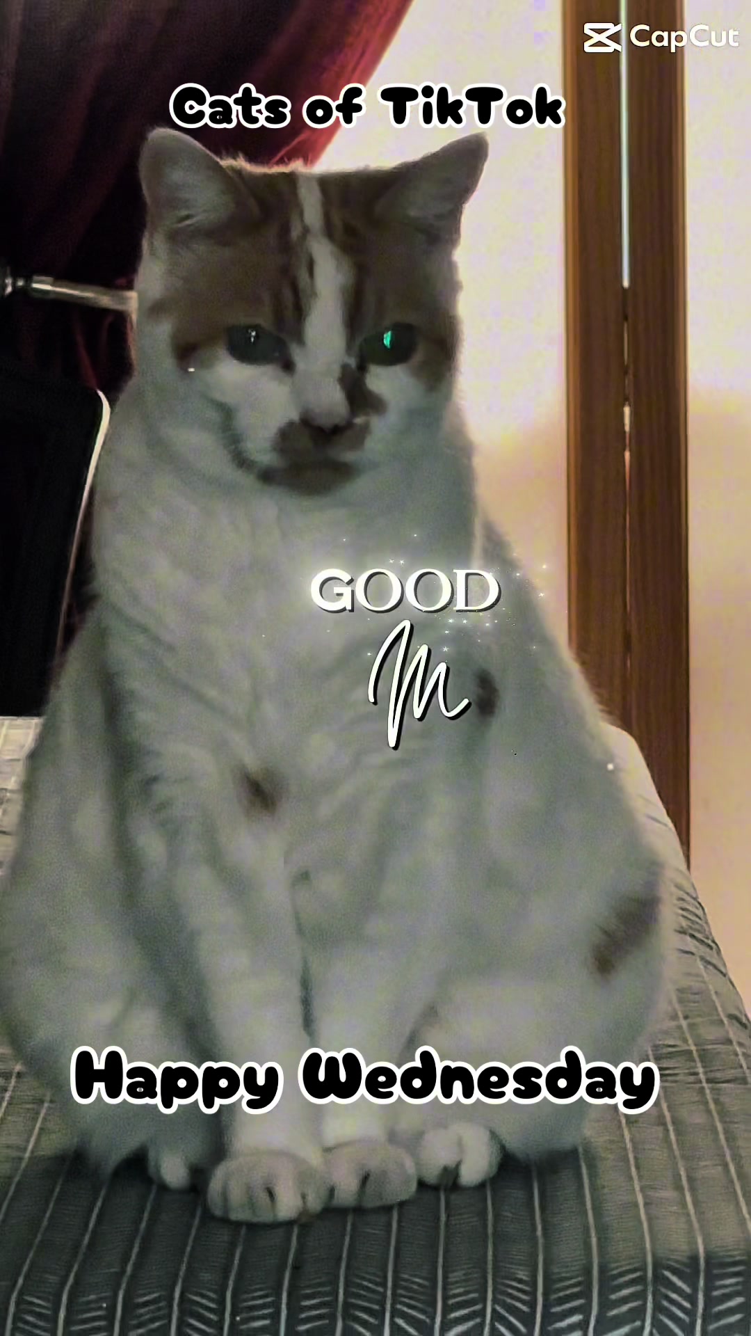 @crazycatladyxfour