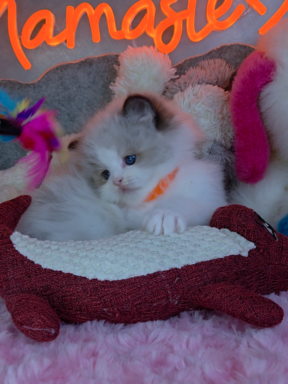 @Namastè Ragdoll Cats