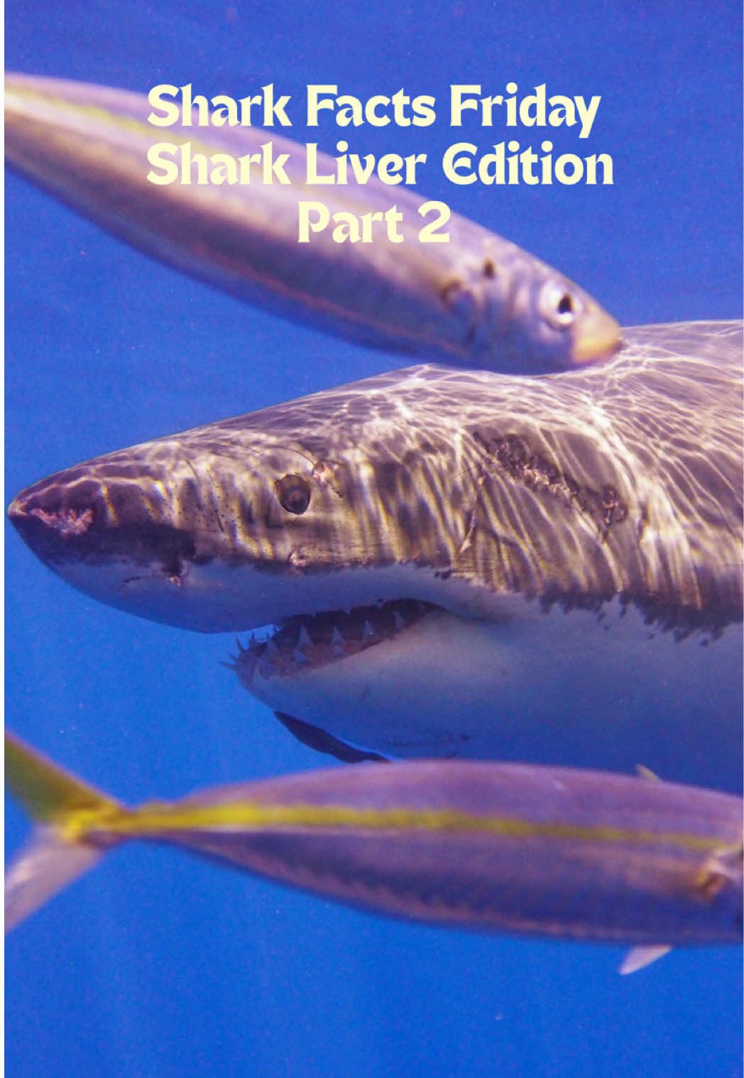@Gillian Shark