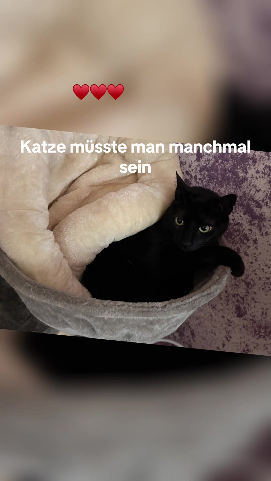 @Aileens_Katzen_Alltag