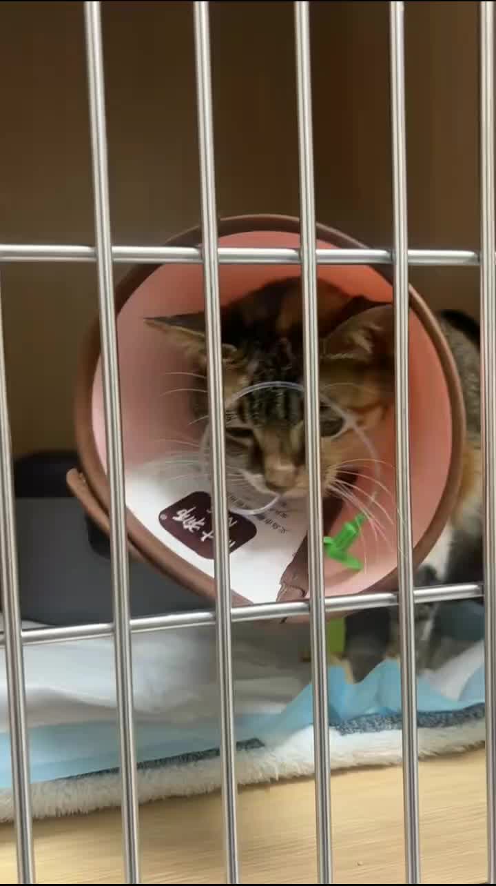 @Community_Animal_Rescue