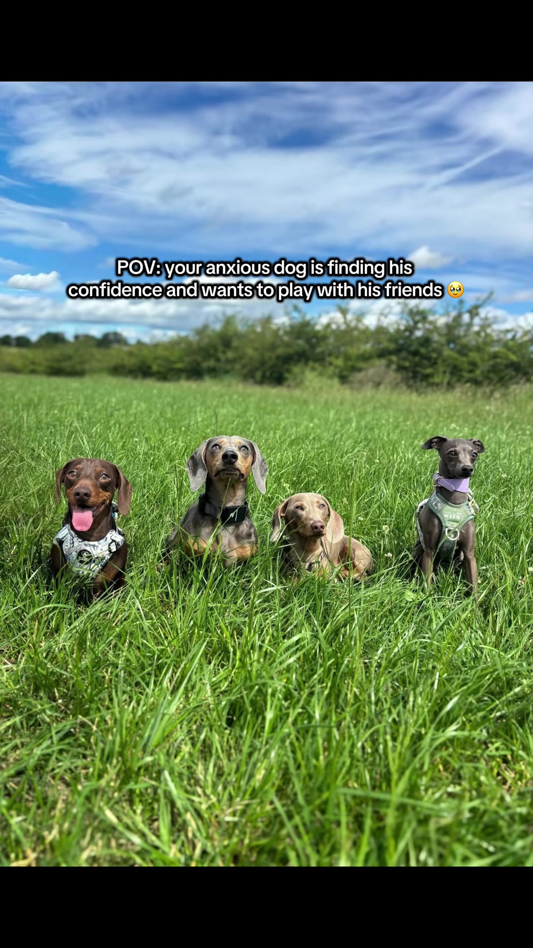 @sir_reggiethesausage
