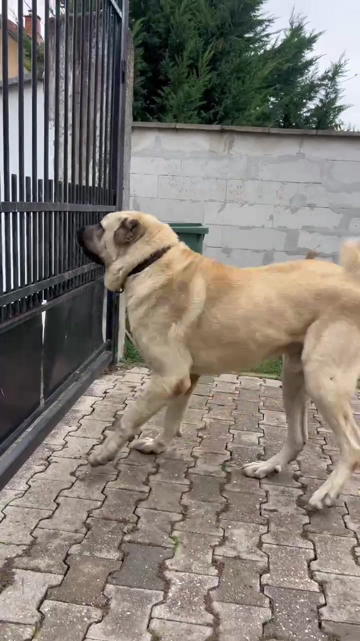 @ArbenKasumaj