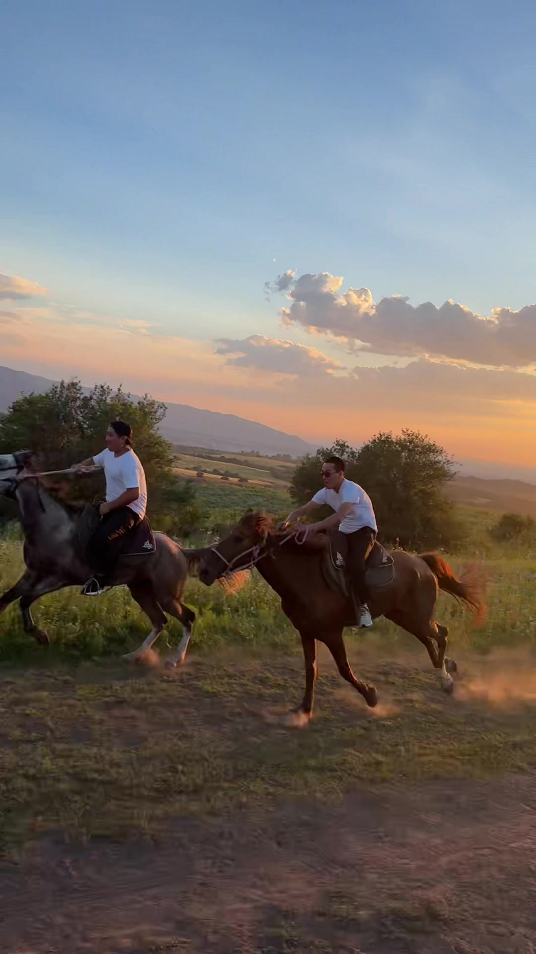 @tulpar_horses