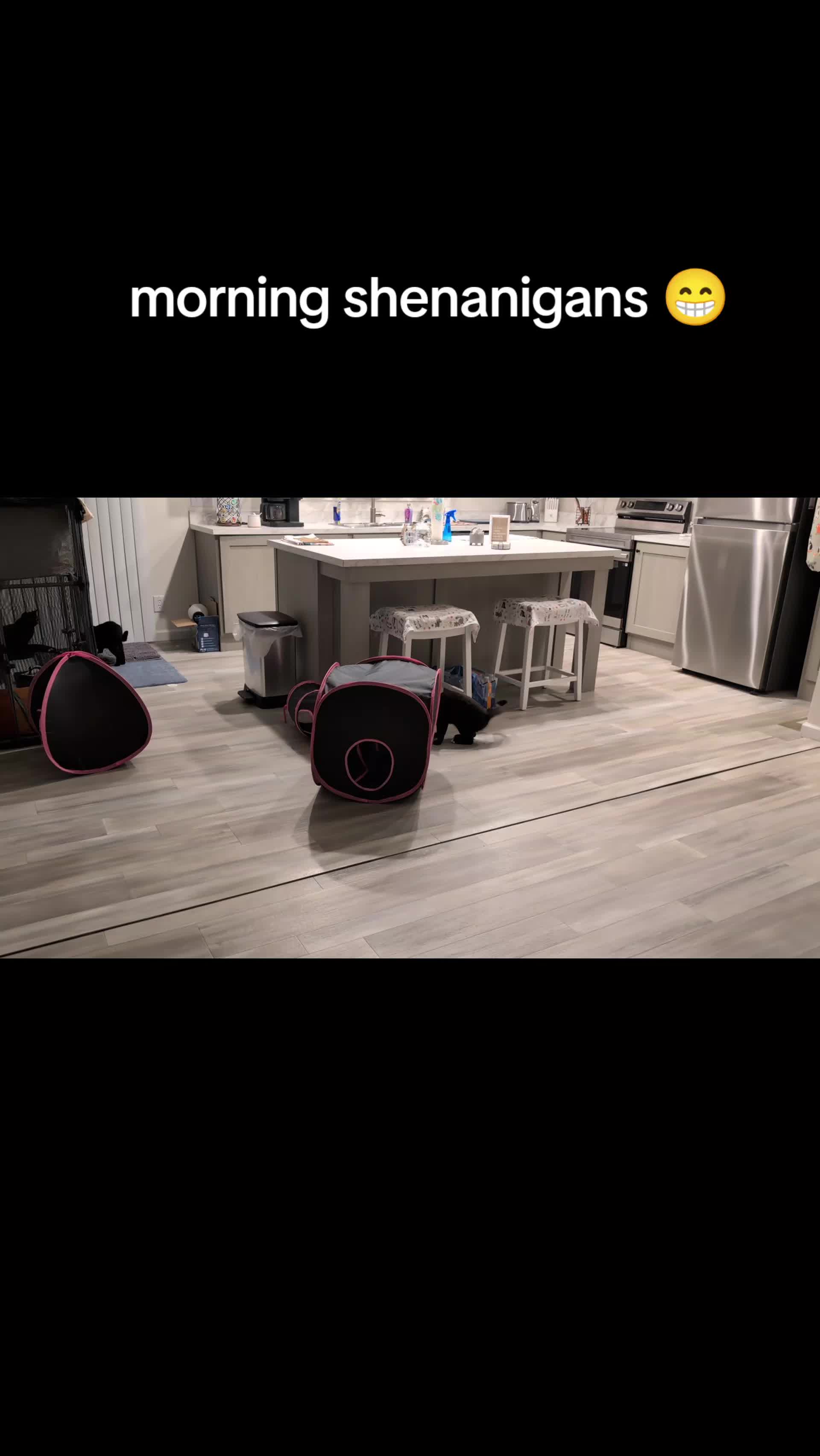 @The Ultimate Catio Life